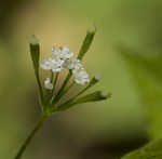 Sweet cicely <BR>Anise-root <BR>longstyle sweetroot